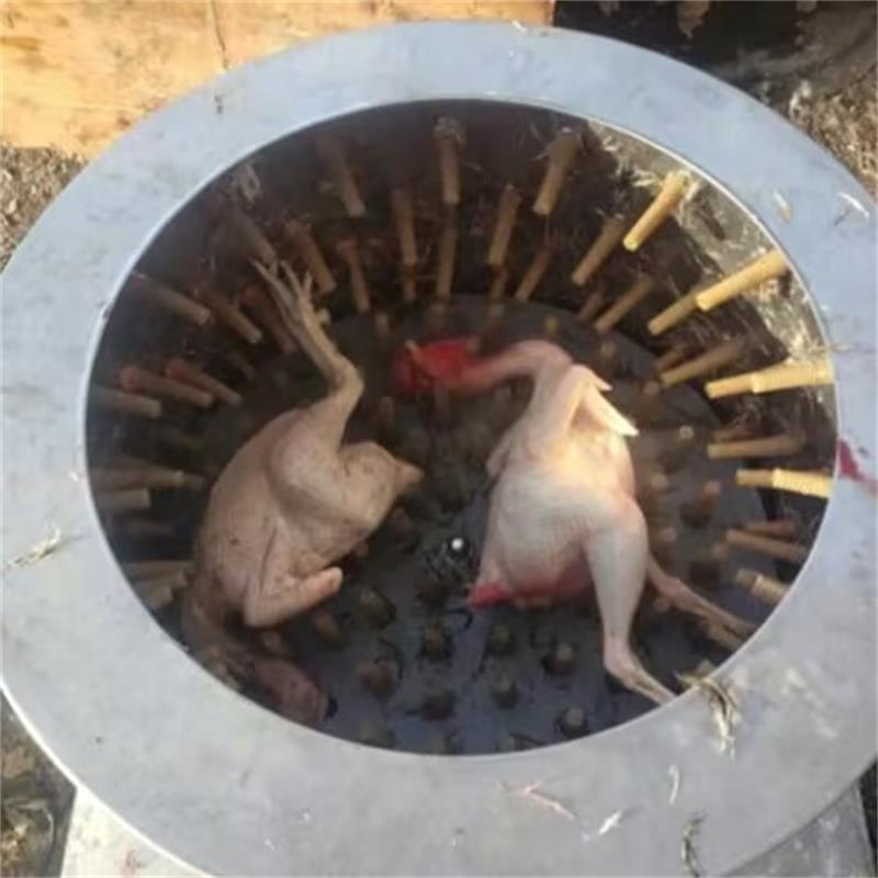 Chicken Plucker Machine - Nouvelle Machine d'épilation d'oiseaux de Pigeons