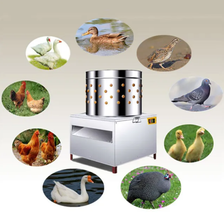 Plumeuse à poulet commerciale  - Chicken Plucker Machine avis et prix